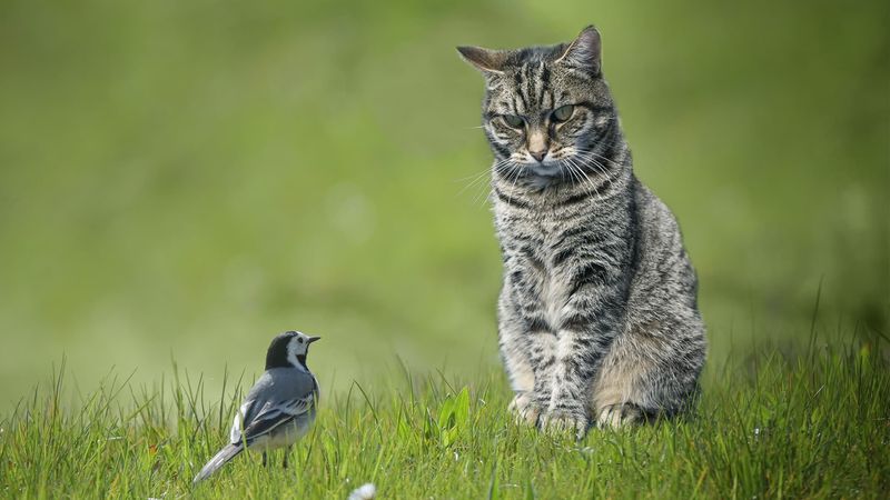 Educate Others and Support Wildlife Protection