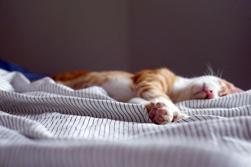 Limit Daytime Naps
