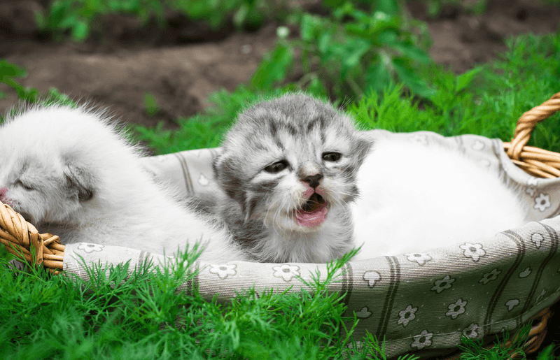 Schedule a Veterinary Check-up