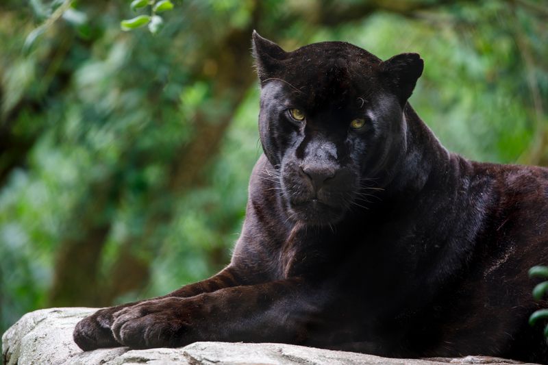 Jaguar (Panthera onca)