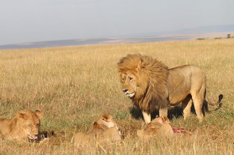 Lion
