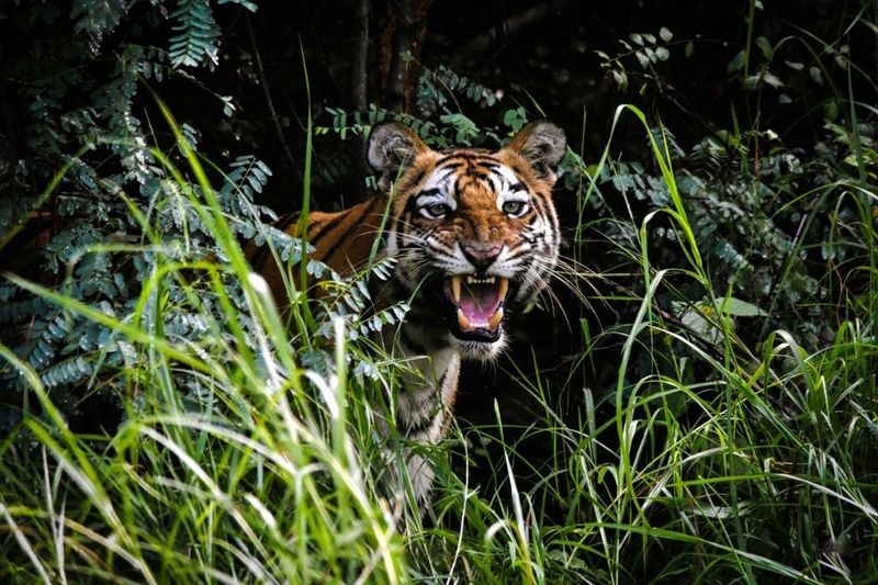 Tigers Are Ferocious Man-Eaters
