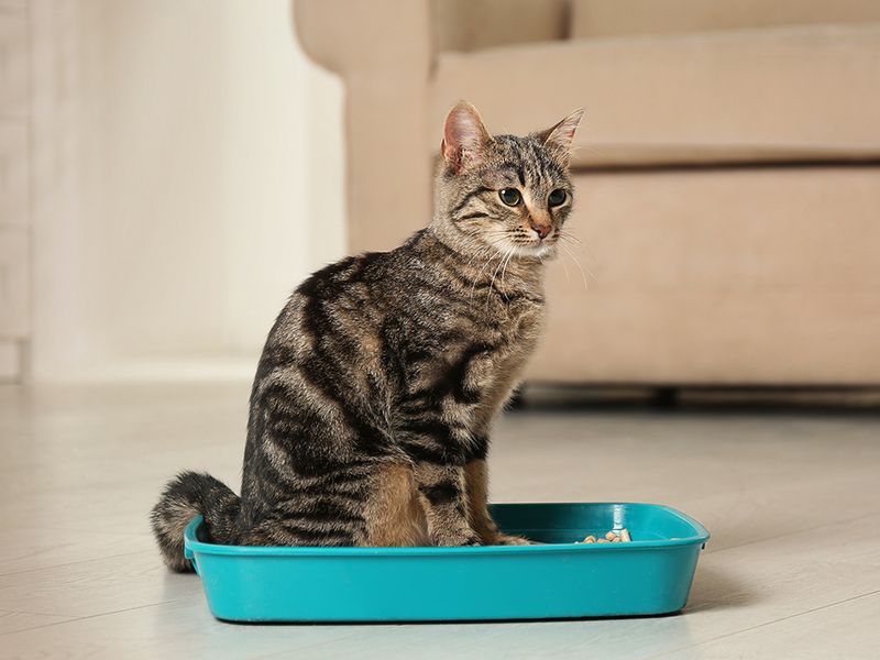 Litter Box Avoidance