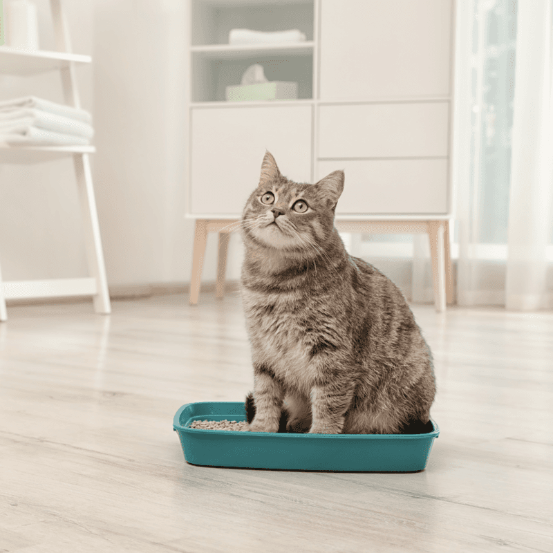 Litter Box Issues