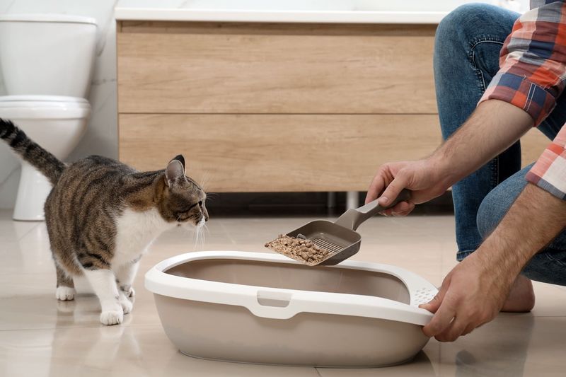 Litter Box Maintenance
