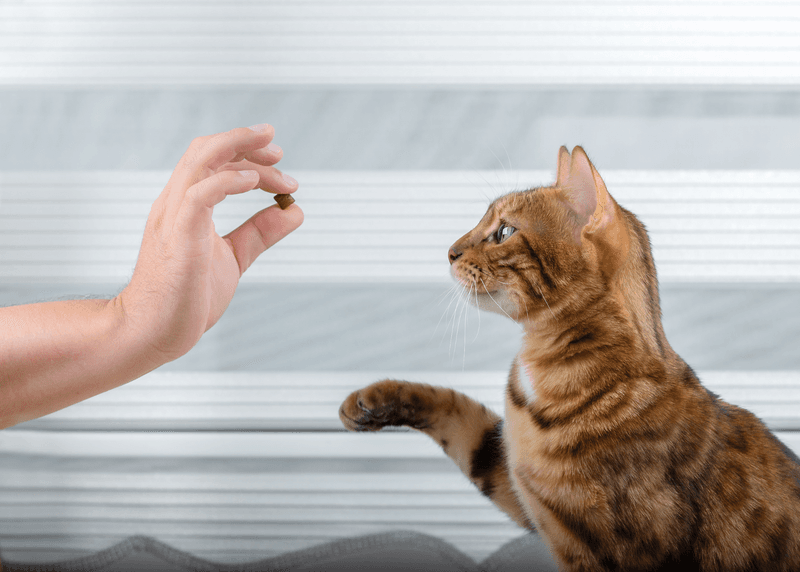 Cat Training Methods
