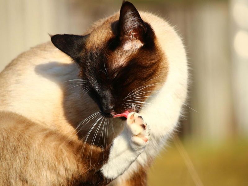 Independent Grooming