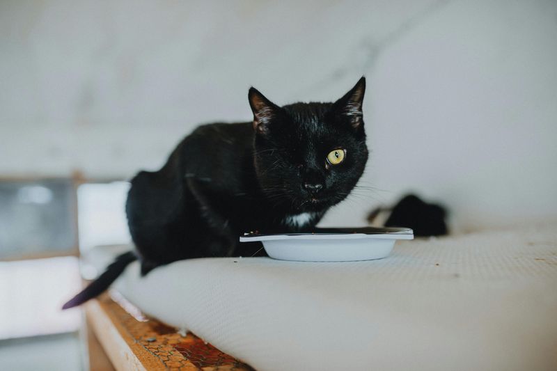 Bowls and Feeders