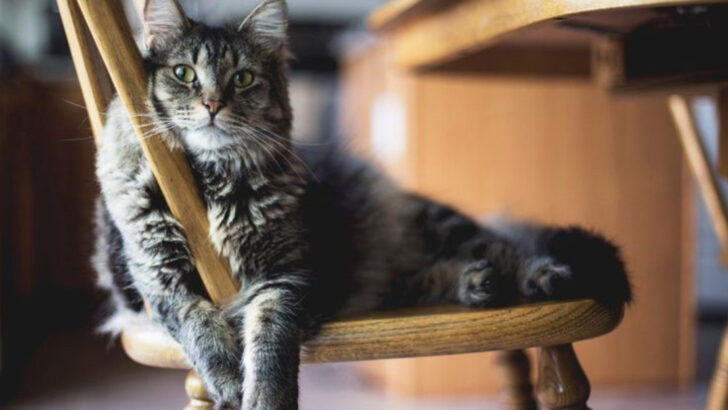 Looking for Cat-Proof Decor? 7 Expert Tips for Choosing Durable, Feline-Approved Furniture