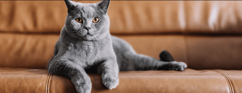 Scratch-Resistant Fabrics
