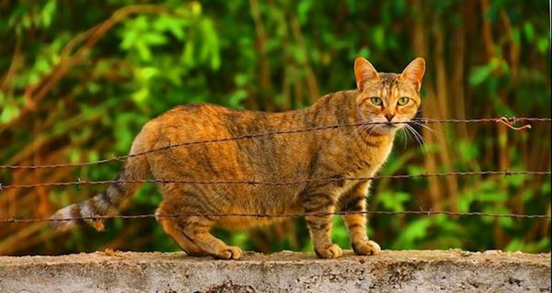 Unfamiliar People or Pets