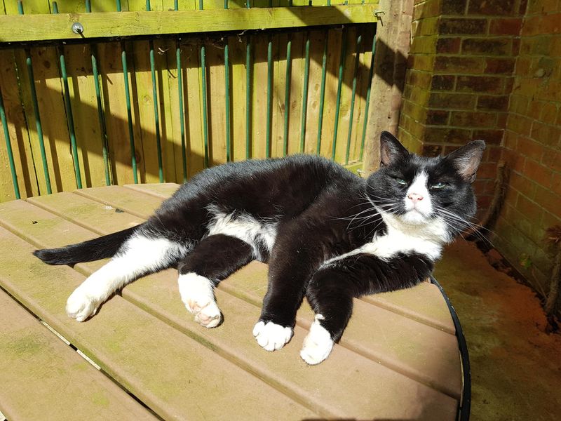 Lounging in the Sun