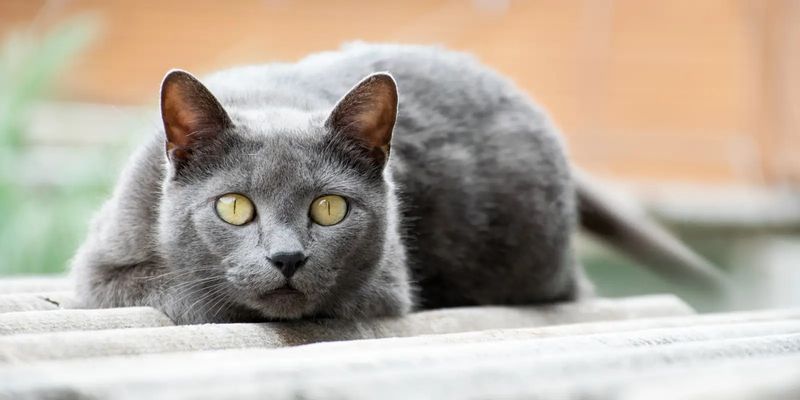 Deep, Soulful Eyes Speak Volumes
