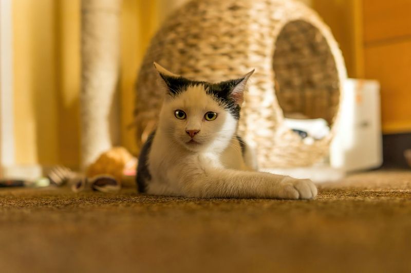 Playful Spirit