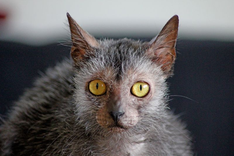 Lykoi (Werewolf Cat)