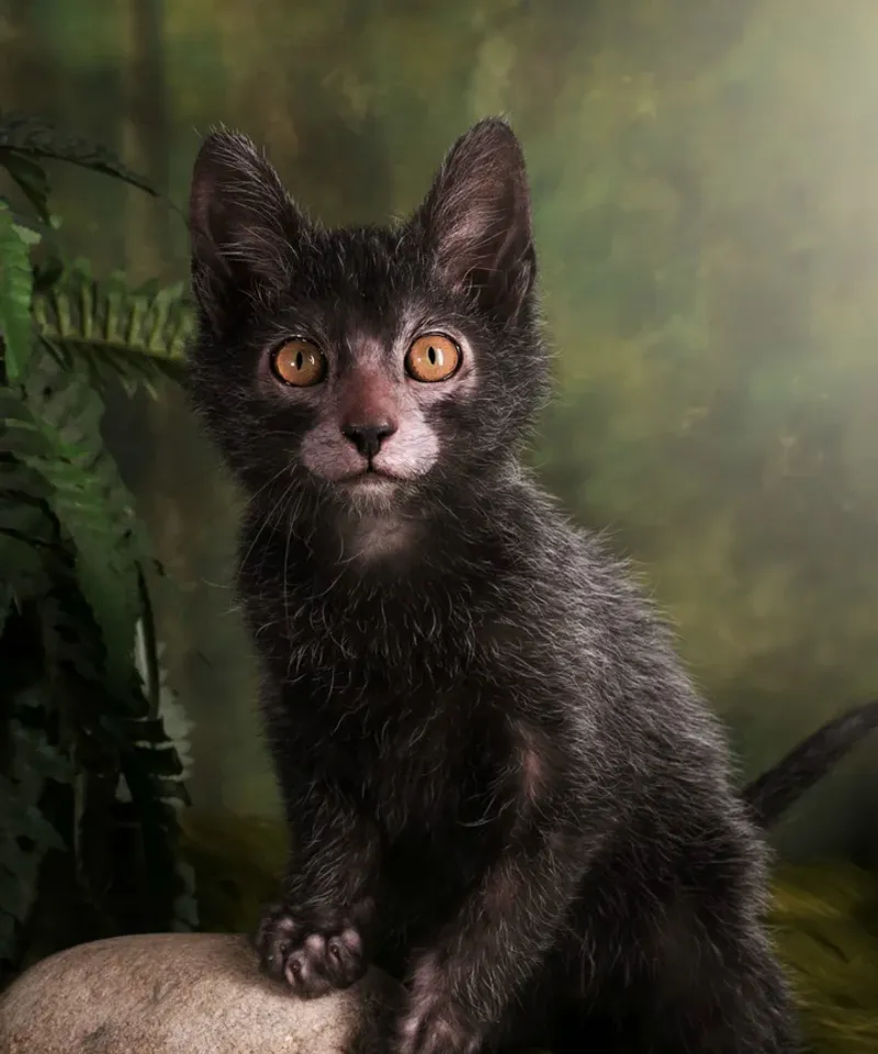 Lykoi