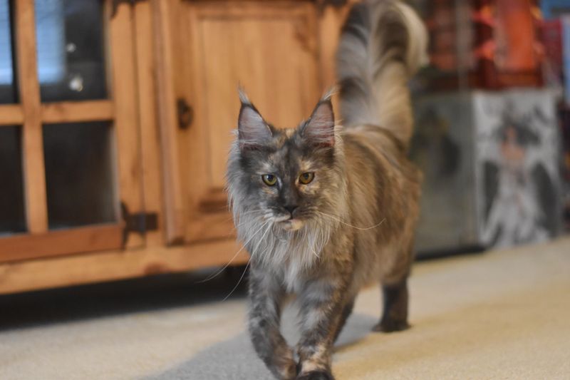 Maine Coon