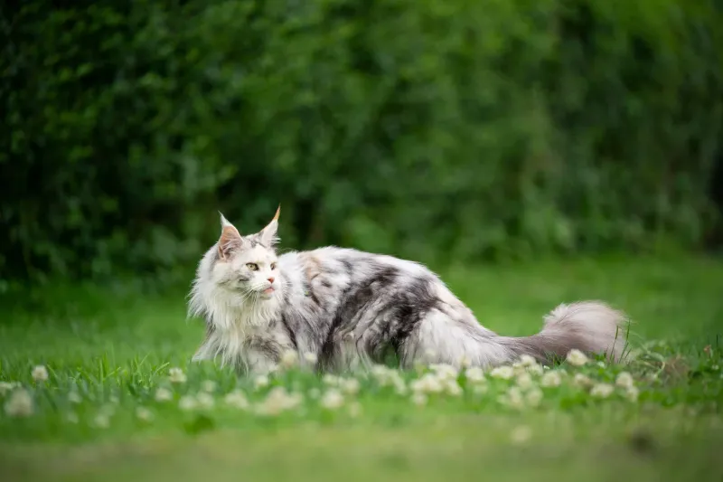Maine Coon