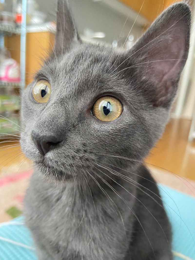 Russian Blue