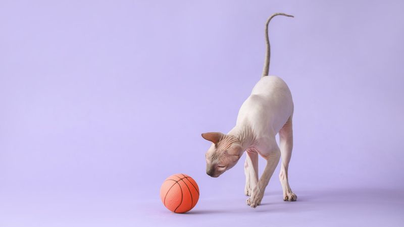 Sphynx