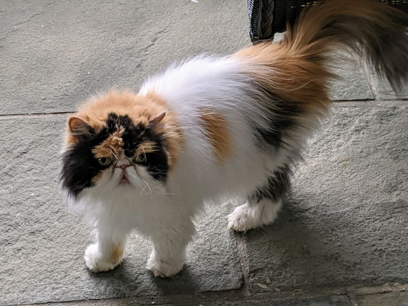 Persian