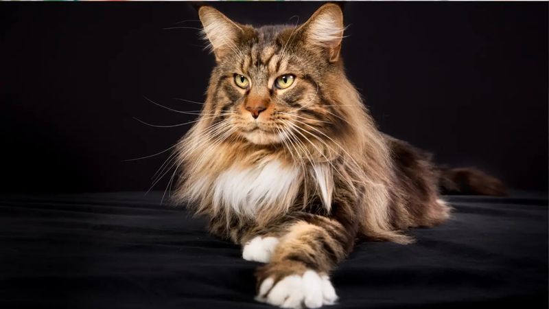 Maine Coon