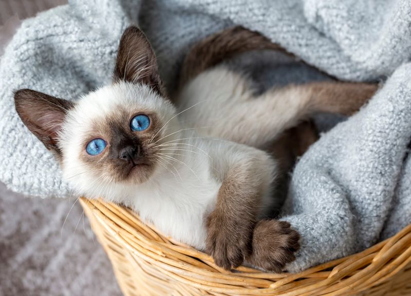 Siamese