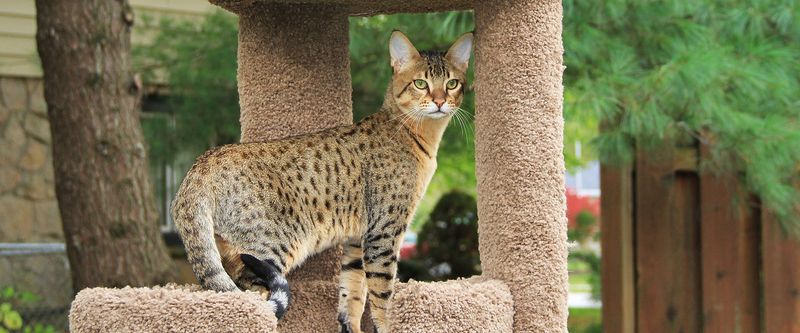 Savannah Cat