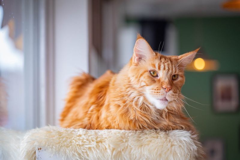 Maine Coon