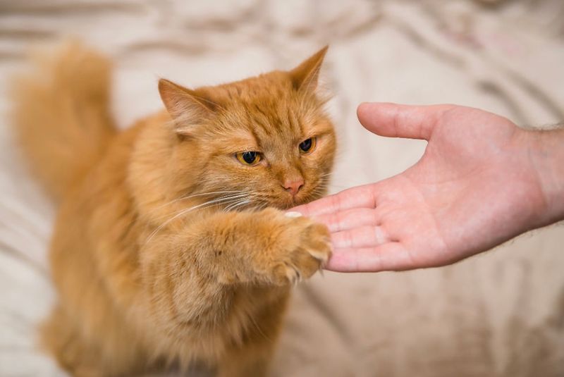 Maine Coon