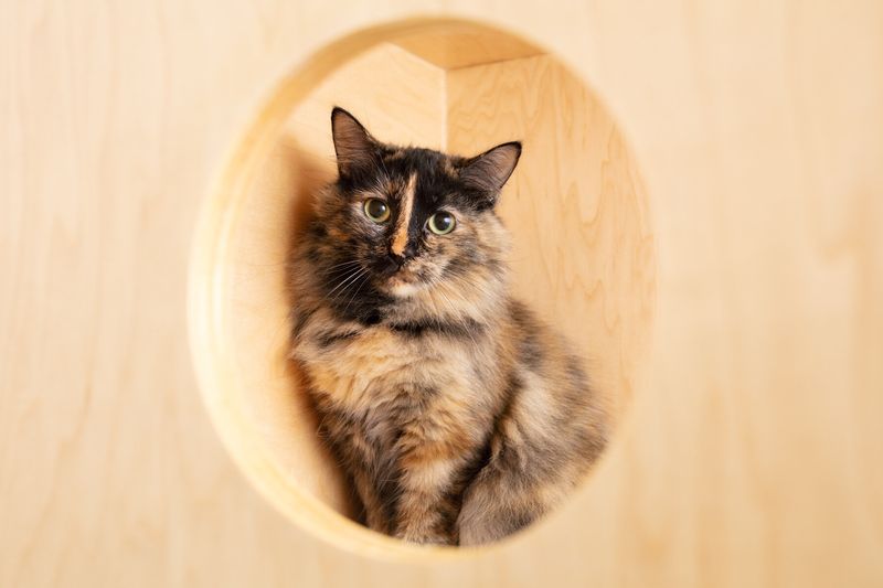 Tortoiseshell Cats (“Torties”)