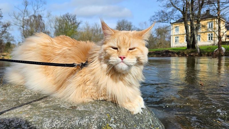 Maine Coon