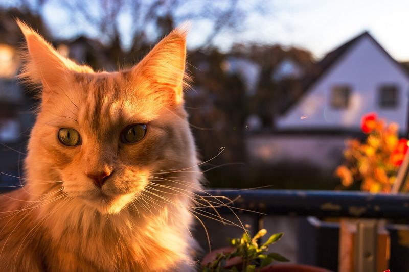 Maine Coon