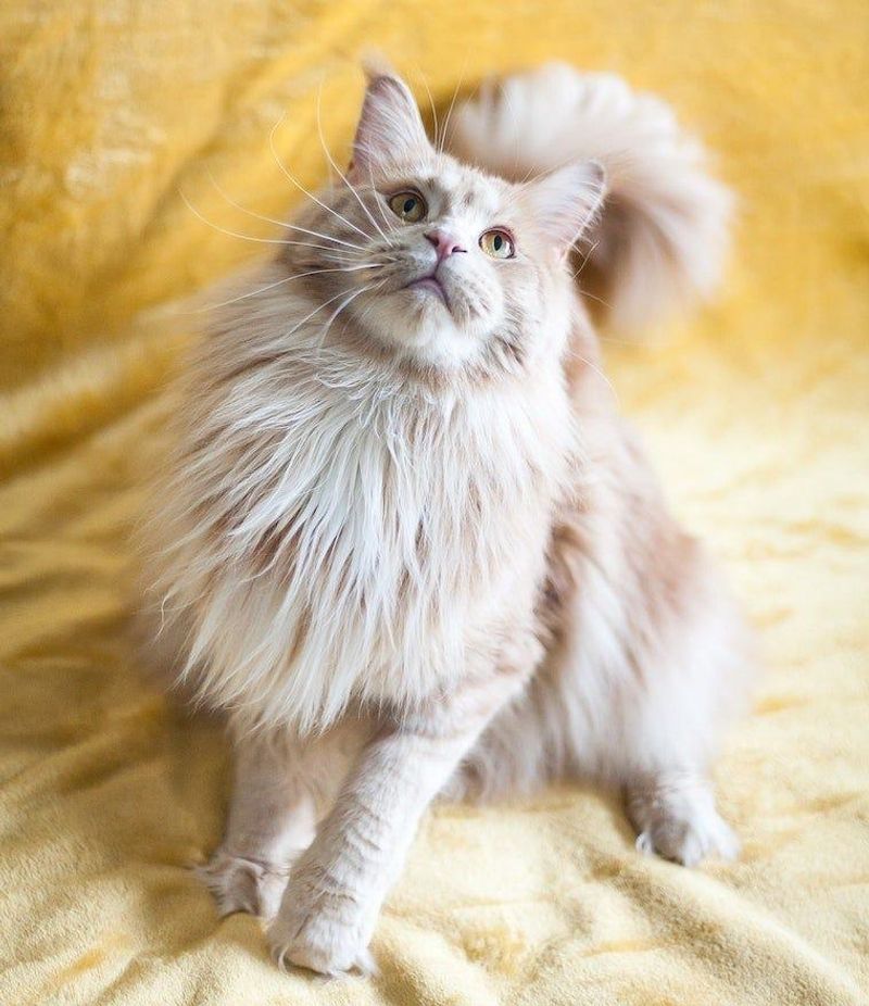 Maine Coon