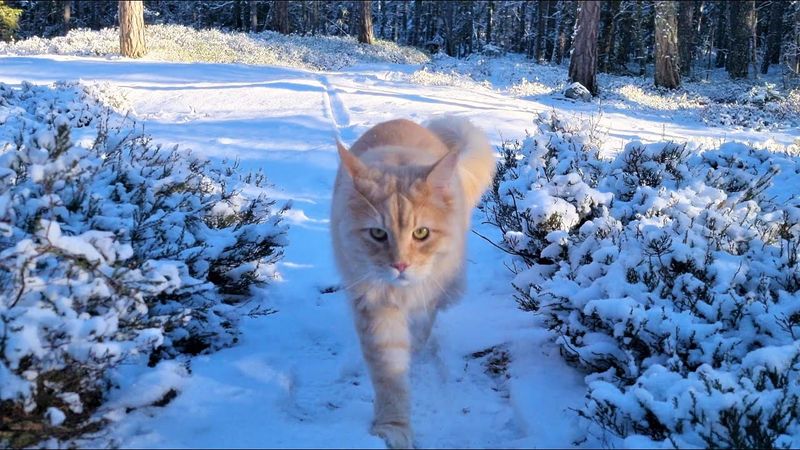 Maine Coon