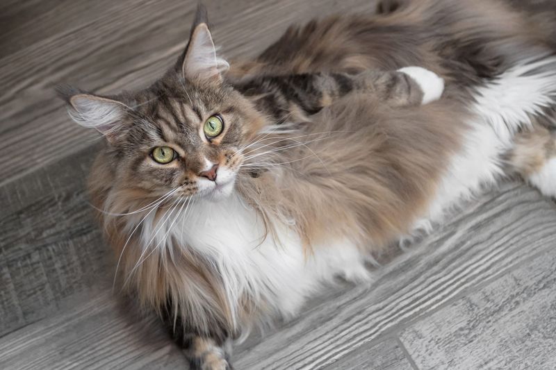 Maine Coon