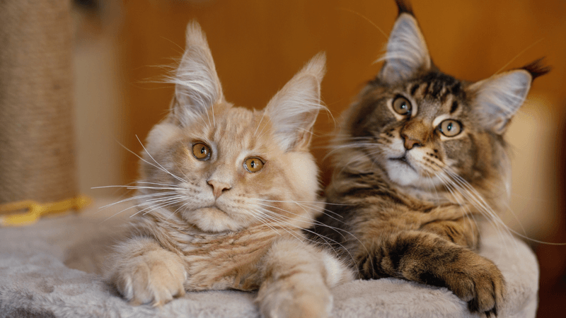 Maine Coon