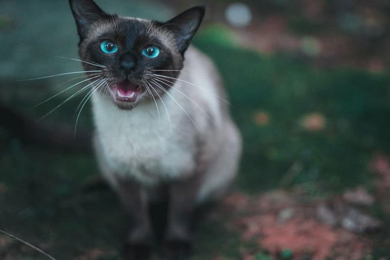 Siamese: The Vocal Welcome Committee