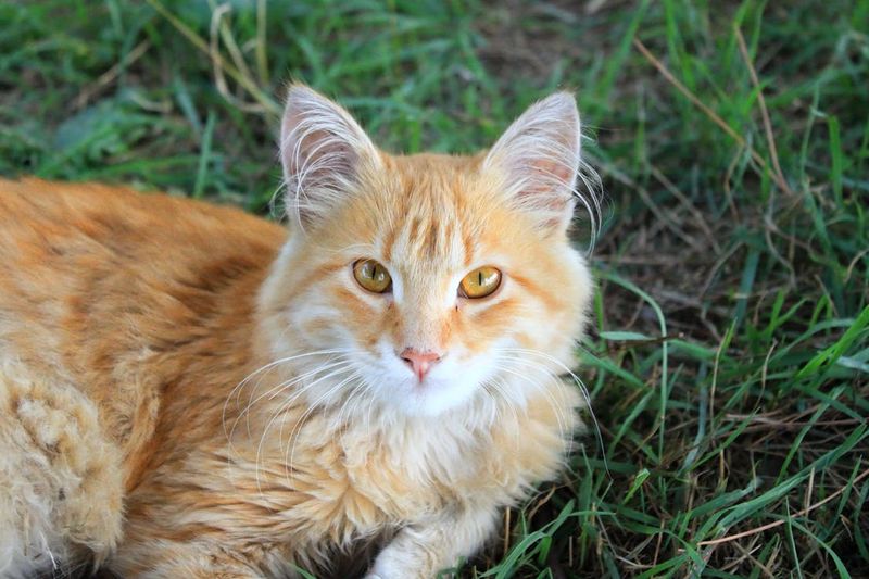Maine Coon