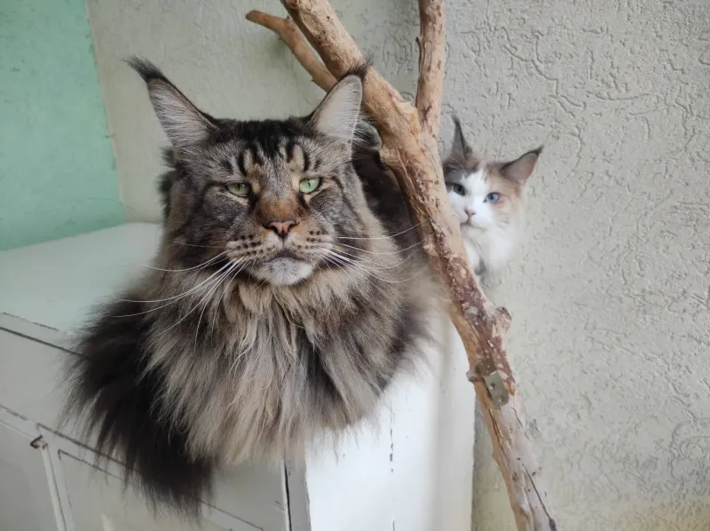 Maine Coon