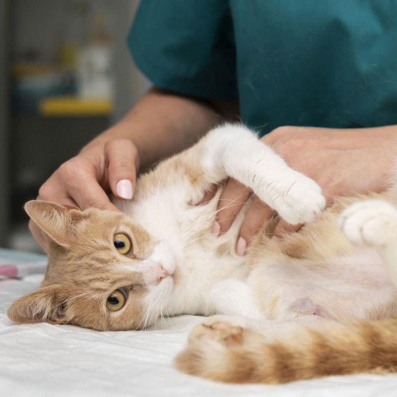 Consult a Veterinary Dermatologist