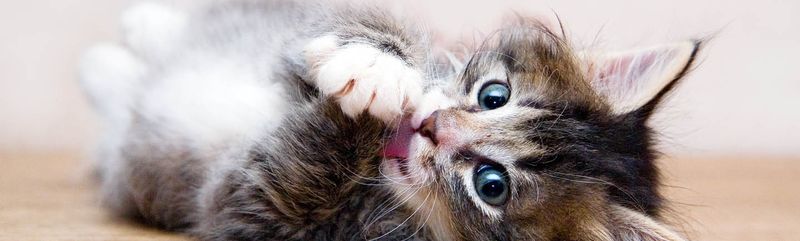 How Cat Flu Spreads