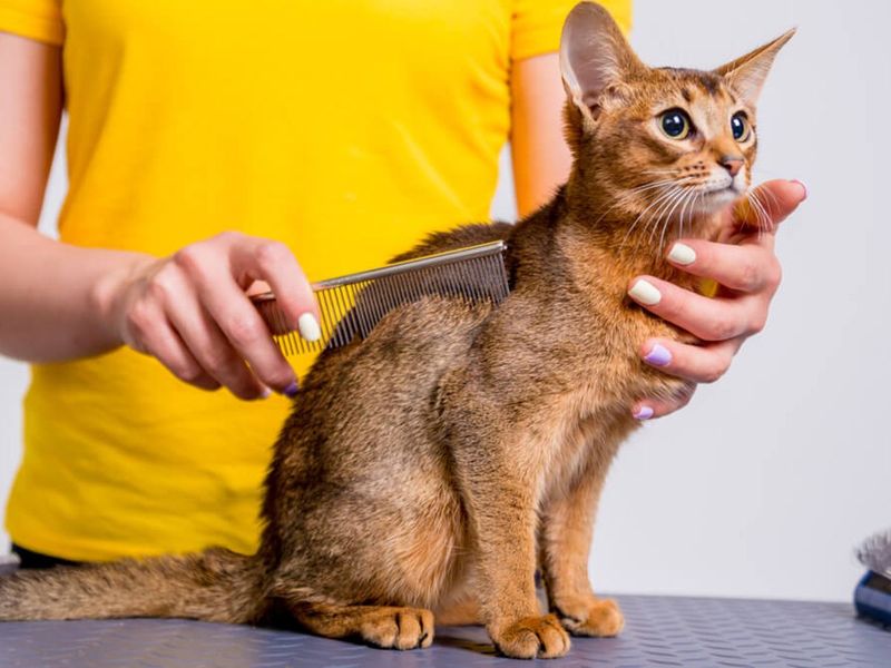 Call a Professional Groomer or Vet