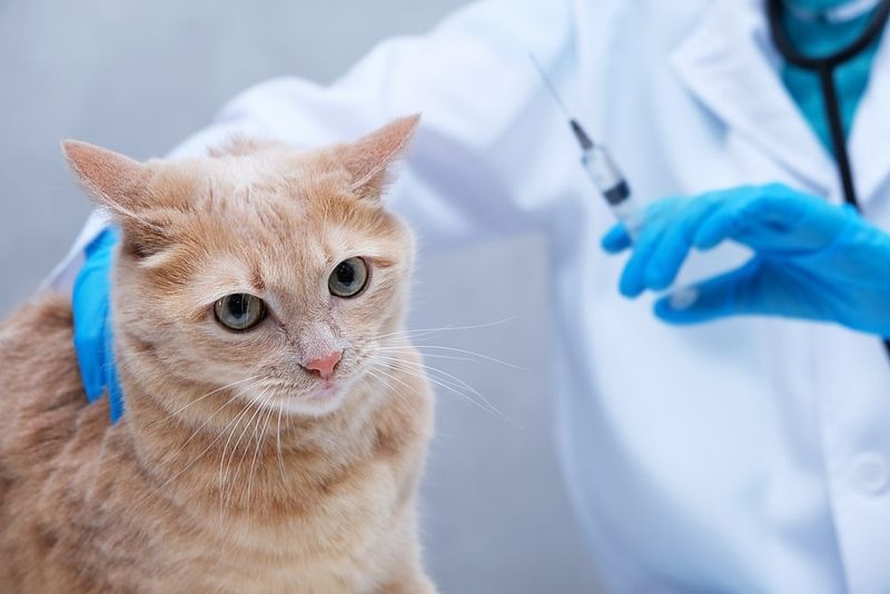 Ensure Vaccinations and Flea/Tick Treatments Are Up to Date