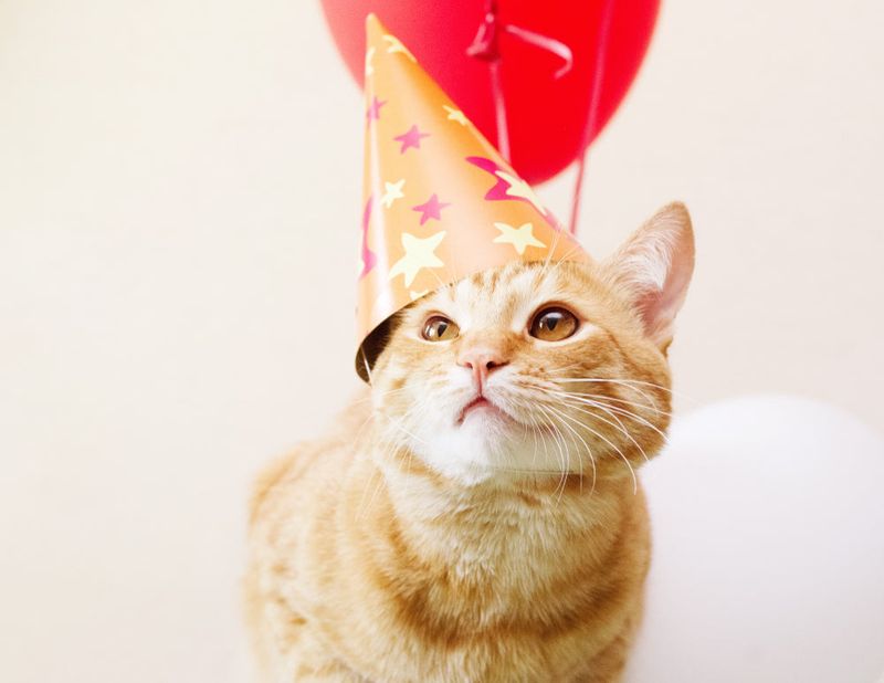 Donate in Your Cat’s Name