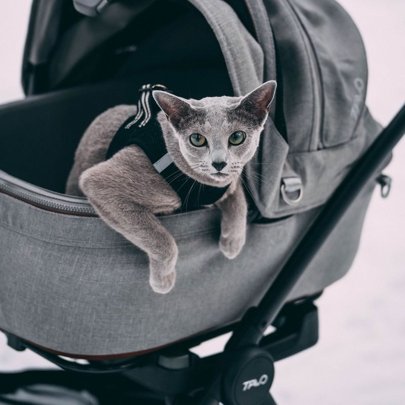 Practice With the Cat Inside (Indoors)