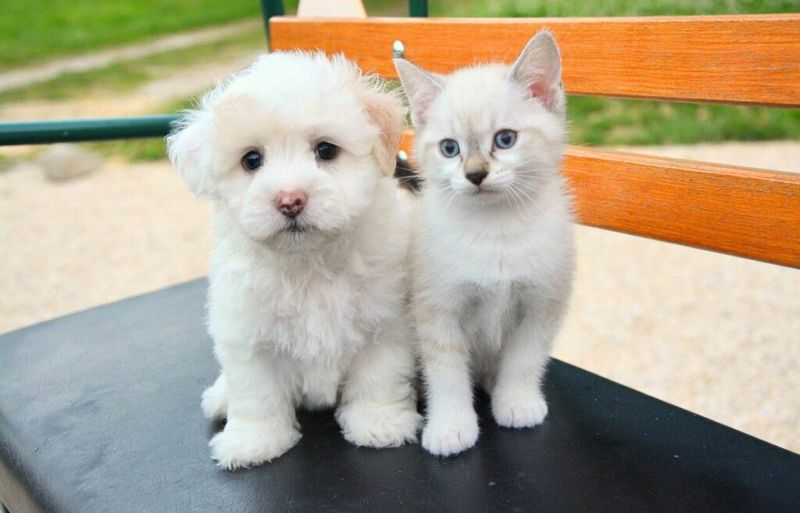 Maltese