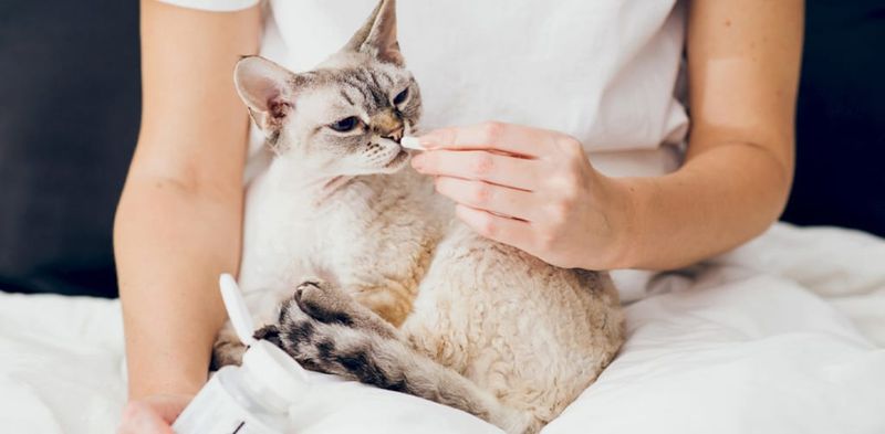 Schedule Regular Veterinary Checkups