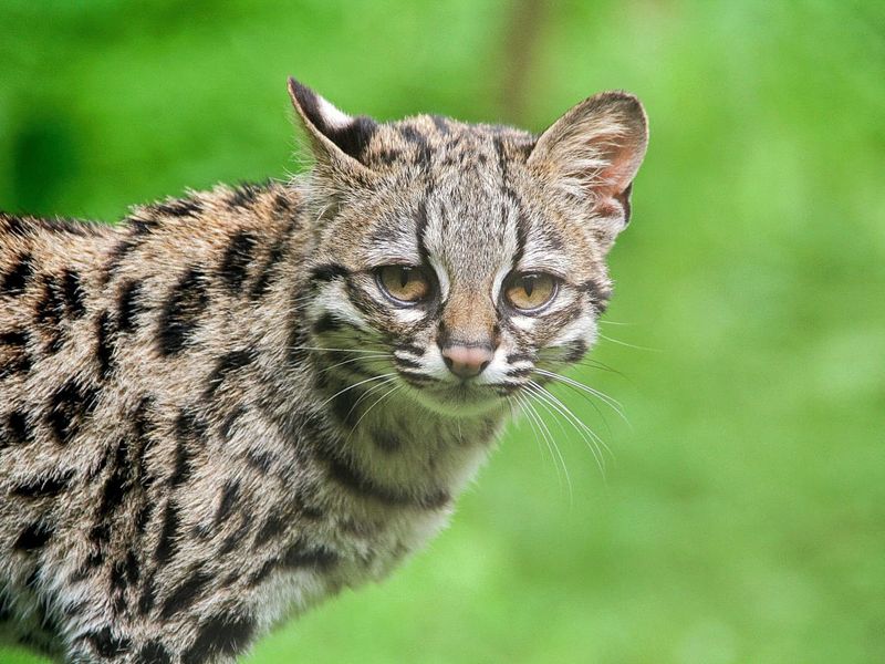 Margay