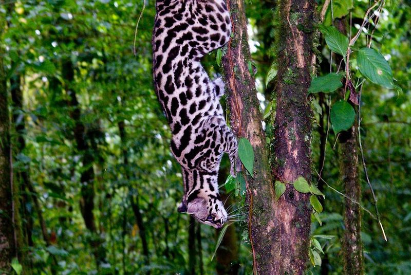 Margay